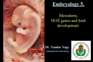 Embryology 5 Mesoderm HOX genes and limb development