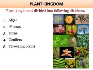 PLANT KINGDOM Plant kingdom is divided into following