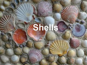 Shells Louisana Sea Grant 2015 1 What are