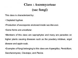 Class Ascomyceteae sac fungi This class is characterized