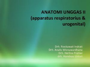 ANATOMI UNGGAS II apparatus respiratorius urogenital Drh Rositawati