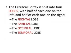 The Cerebral Cortex is split into four LOBES