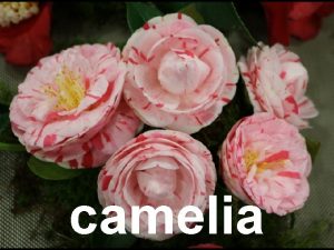 camelia camelia camellia camlia camelia CLASE Anxiospermas ORDE