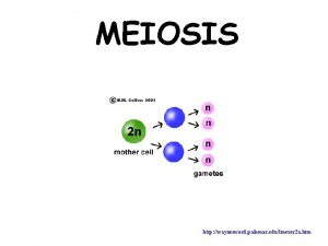 MEIOSIS http waynesword palomar edulmexer 2 a htm