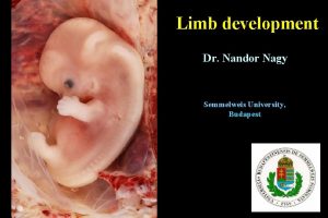 Limb development Dr Nandor Nagy Semmelweis University Budapest