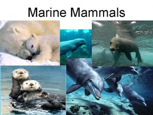 Marine Mammals What is a Mammal Mammals have