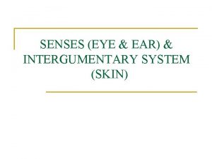 SENSES EYE EAR INTERGUMENTARY SYSTEM SKIN The Senses