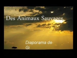 Des Animaux Sauvages Diaporama de Gi Le Lion