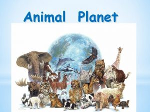 Animal Planet Remember All pets need love and