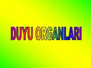 Duyu organlarmz ne ie Yarar Beyin vcudun dnda