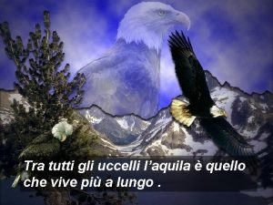 Tra tutti gli uccelli laquila quello che vive