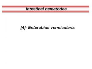 Enterobius vermicularis morphology