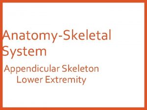 AnatomySkeletal System Appendicular Skeleton Lower Extremity AnatomySkeletal System