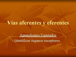 Vas aferentes y eferentes Aprendizajes Esperados Identificar rganos