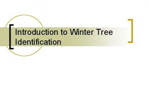 Introduction to Winter Tree Identification Coniferous Trees n