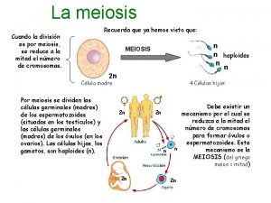 La meiosis Recuerda que ya hemos visto que