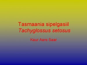 Tasmaania sipelgasiil Tachyglossus setosus Kaur Aare Saar Vlimus