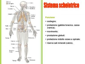 Funzione sostegno protezione gabbia toracica cassa cranica movimento