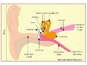 Ear anatomy Overview The ear converts sound vibrations
