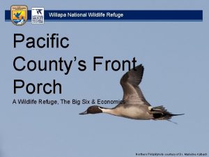 Willapa National Wildlife Refuge Pacific Countys Front Porch