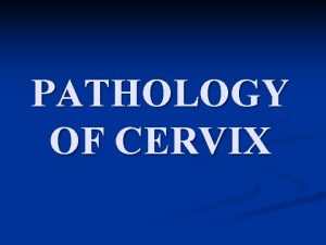 PATHOLOGY OF CERVIX Cervix Anatomy n n n