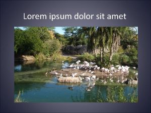 Lorem ipsum dolor sit amet Vivamus libero erat