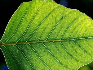 Photosynthesis How plants make glucose molecules Photosynthesis the