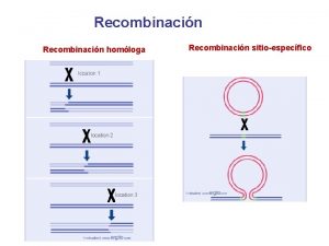 Recombinacin homloga Recombinacin sitioespecfico Enzimas involucradas en la