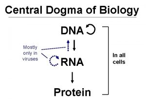 Central Dogma of Biology DNA Mostly only in