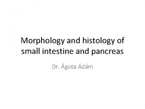 Morphology and histology of small intestine and pancreas