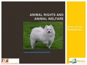 ANIMAL RIGHTS AND ANIMAL WELFARE Small Animal Management