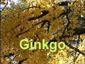 Ginkgo Ginkgo Ginkgo biloba CLASE Ximnospermas ORDE Ginkgoales