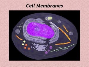 Cell Membranes The Cell Membrane Cell Membrane At