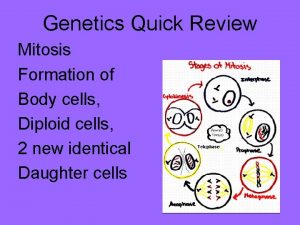 Genetics Quick Review Mitosis Formation of Body cells