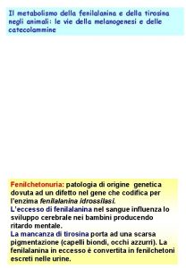 Il metabolismo della fenilalanina e della tirosina negli