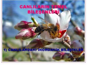 CANLILARIN TEMEL BLEENLER 1 CANLILARDAK NORGANK BLEKLER 1