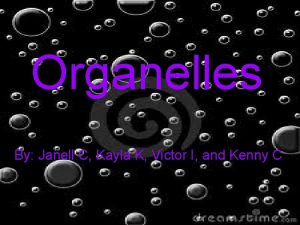Organelles By Janell C Kayla K Victor I