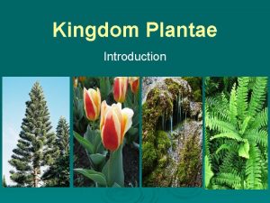 Kingdom Plantae Introduction Plants A multicellular eukaryotes B