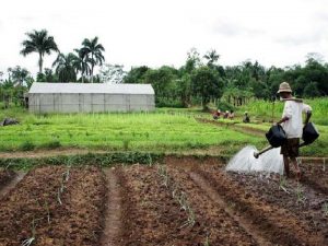 KESTAN2 PERTUMBUHAN TANAMAN DAN TUNTUTAN KESUBURAN TANAH FAKTOR