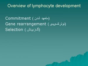 Overview of lymphocyte development Commitment Gene rearrangement Selection