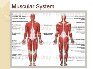 Muscular System Muscular System Functions 1 produce movement