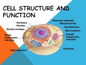 CELL STRUCTURE AND FUNCTION Nucleolus Nuclear envelope Rough