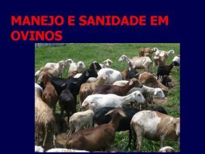 MANEJO E SANIDADE EM OVINOS Informaes Bsicas Temperatura