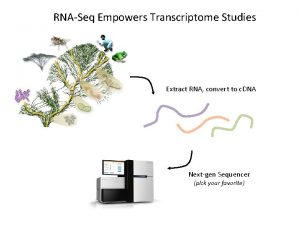 RNASeq Empowers Transcriptome Studies Extract RNA convert to