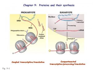 Chapter 9 Proteins and their synthesis Coupled transcriptiontranslation