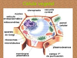 Clula vegetal Clula vegetal Los diferentes tipos de