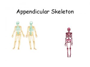 Appendicular Skeleton Appendicular Skeleton 126 bones suspended by