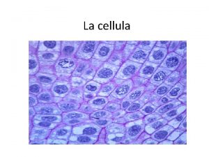 La cellula La cellula Tutti gli esseri viventi