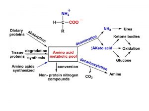 Four types of AA deamination transamination oxidative deamination