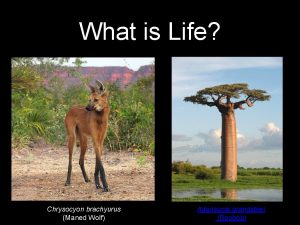 What is Life Chrysocyon brachyurus Maned Wolf Adansonia